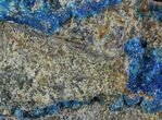 Vibrant Blue Chalcanthite on Sandstone - Poland #61757-2